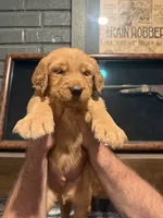 Green paw print, a male Golden Retriever for sale in Waco, TX – 2 of 2
