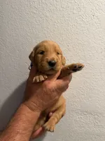 Green plaid, a male Golden Retriever for sale in Waco, TX – 1 of 1