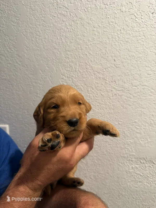 Purple  – Golden Retriever puppy for sale in Waco, TX
