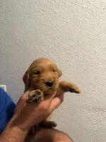 Purple , a female Golden Retriever for sale in Waco, TX – 1 of 1