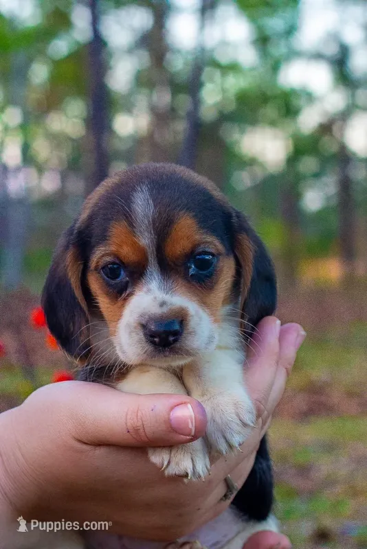 Beagle  – Beagle puppy for sale in Sycamore, GA