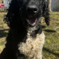 Lainey, a female Poodle - Standard  for sale in Sycamore, GA – Photo 1 of 10