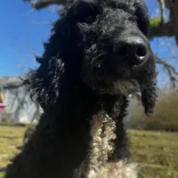 Lainey, a female Poodle - Standard  for sale in Sycamore, GA – Photo 5 of 10