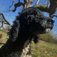 Lainey, a female Poodle - Standard  for sale in Sycamore, GA – Photo 2 of 10