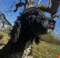 Lainey, a female Poodle - Standard  for sale in Sycamore, GA – Photo 2 of 10