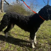 Lainey, a female Poodle - Standard  for sale in Sycamore, GA – Photo 10 of 10