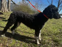 Lainey, a female Poodle - Standard  for sale in Sycamore, GA – Photo 10 of 10