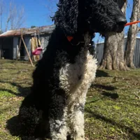 Lainey, a female Poodle - Standard  for sale in Sycamore, GA – Photo 9 of 10
