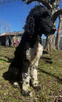 Lainey, a female Poodle - Standard  for sale in Sycamore, GA – Photo 9 of 10