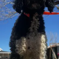 Lainey, a female Poodle - Standard  for sale in Sycamore, GA – Photo 3 of 10