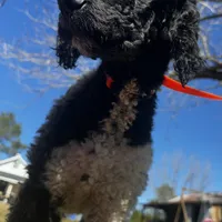 Lainey, a female Poodle - Standard  for sale in Sycamore, GA – Photo 4 of 10