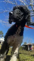 Lainey, a female Poodle - Standard  for sale in Sycamore, GA – Photo 4 of 10
