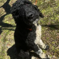 Lainey, a female Poodle - Standard  for sale in Sycamore, GA – Photo 6 of 10