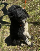 Lainey, a female Poodle - Standard  for sale in Sycamore, GA – Photo 6 of 10