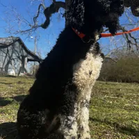 Lainey, a female Poodle - Standard  for sale in Sycamore, GA – Photo 8 of 10