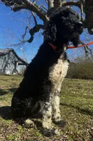 Lainey, a female Poodle - Standard  for sale in Sycamore, GA – Photo 8 of 10