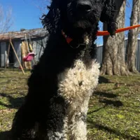 Lainey, a female Poodle - Standard  for sale in Sycamore, GA – Photo 7 of 10