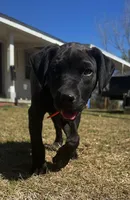 Raven, a female American Bully and Cane Corso for sale in Sycamore, GA – Photo 2 of 6