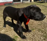 Raven, a female American Bully and Cane Corso for sale in Sycamore, GA – Photo 6 of 6