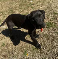 Raven, a female American Bully and Cane Corso for sale in Sycamore, GA – Photo 5 of 6