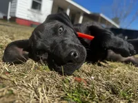 Raven, a female American Bully and Cane Corso for sale in Sycamore, GA – Photo 3 of 6