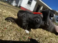 Raven, a female American Bully and Cane Corso for sale in Sycamore, GA – Photo 4 of 6