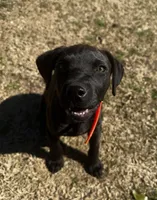 Raven, a female American Bully and Cane Corso for sale in Sycamore, GA – Photo 1 of 6