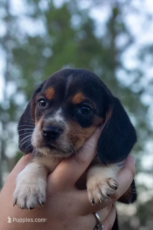 Beagle  – Beagle puppy for sale in Sycamore, GA
