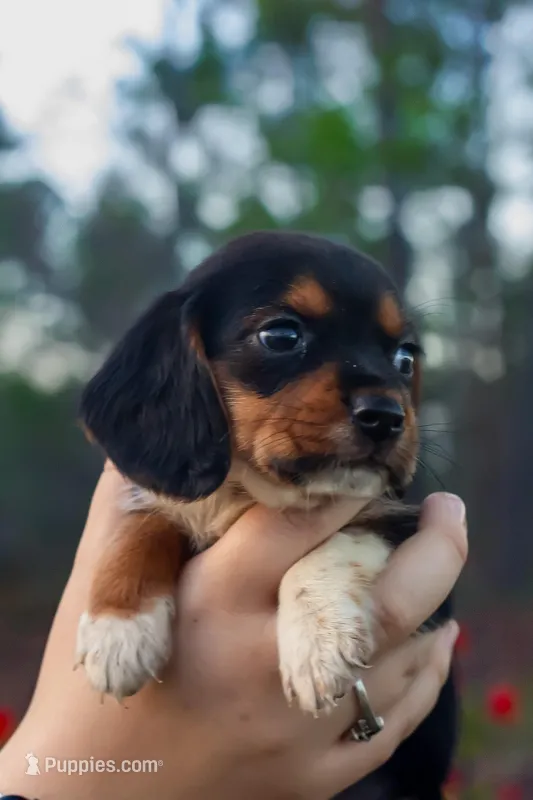 Beagle  – Beagle puppy for sale in Sycamore, GA