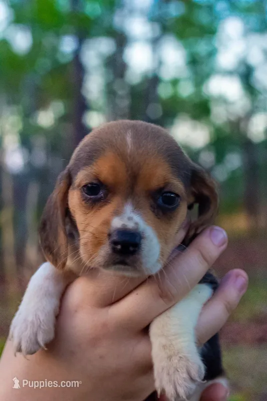Beagle – Beagle puppy for sale in Sycamore, GA