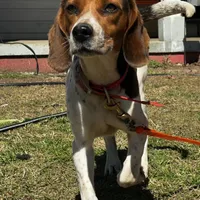 Millie, a female Beagle for sale in Sycamore, GA – Photo 4 of 9