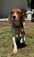 Millie, a female Beagle for sale in Sycamore, GA – Photo 4 of 9