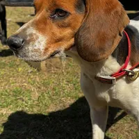 Millie, a female Beagle for sale in Sycamore, GA – Photo 2 of 9