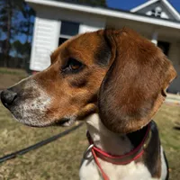 Millie, a female Beagle for sale in Sycamore, GA – Photo 8 of 9