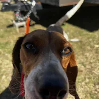 Millie, a female Beagle for sale in Sycamore, GA – Photo 3 of 9