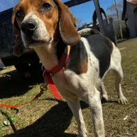 Millie, a female Beagle for sale in Sycamore, GA – Photo 6 of 9