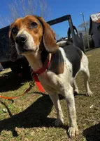 Millie, a female Beagle for sale in Sycamore, GA – Photo 6 of 9