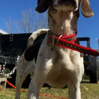 Millie, a female Beagle for sale in Sycamore, GA – Photo 1 of 9