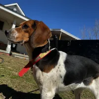 Millie, a female Beagle for sale in Sycamore, GA – Photo 7 of 9
