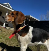 Millie, a female Beagle for sale in Sycamore, GA – Photo 7 of 9
