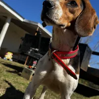 Millie, a female Beagle for sale in Sycamore, GA – Photo 5 of 9