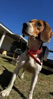 Millie, a female Beagle for sale in Sycamore, GA – Photo 5 of 9