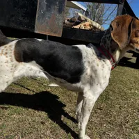Millie, a female Beagle for sale in Sycamore, GA – Photo 9 of 9