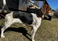 Millie, a female Beagle for sale in Sycamore, GA – Photo 9 of 9