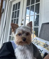 Lemmie, a male Yorkshire Terrier for sale in Quincy, IL – 2 of 8