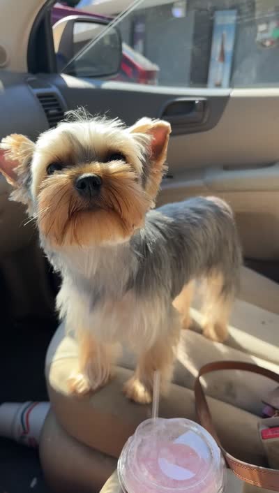 Lemmie, a male Yorkshire Terrier for sale in Quincy, IL – 8 of 8