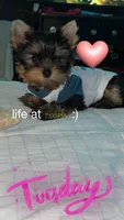 Lemmie, a male Yorkshire Terrier for sale in Quincy, IL – 3 of 8