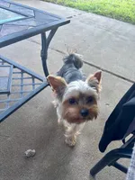 Lemmie, a male Yorkshire Terrier for sale in Quincy, IL – 7 of 8