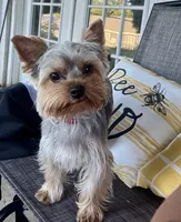 Lemmie, a male Yorkshire Terrier for sale in Quincy, IL – 6 of 8