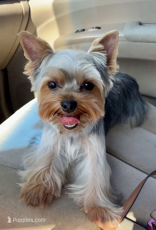 Lemmie – Yorkshire Terrier puppy for sale in Quincy, IL
